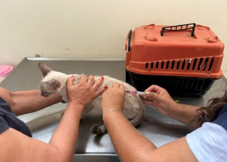 Vacina&ccedil;&atilde;o antirr&aacute;bica chega a quatro bairros nesta ter&ccedil;a-feira