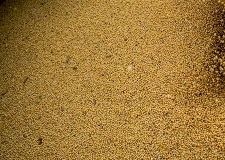 Agro cresce 11,7%, impulsiona PIB e ganha participação na economia
