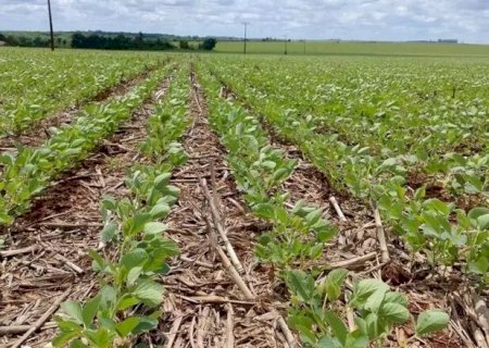 Estiagem compromete 15% das lavouras de soja em Mato Grosso do Sul