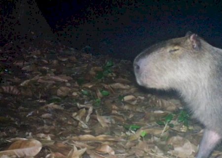 Capivara é agredida na zona norte do Rio e autores são presos
