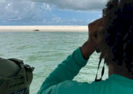 Elefante-marinho volta a ser avistado no litoral alagoano