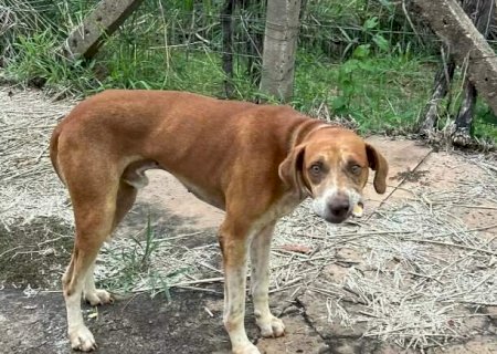 Procura-se tutor de cachorro caramelo que perambula perto do Clube Estoril
