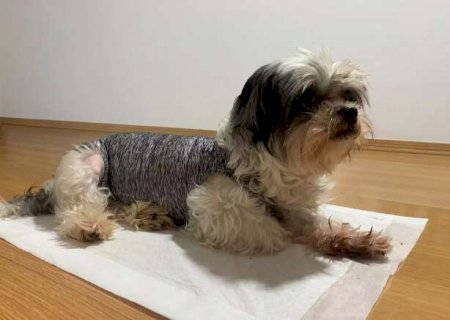 Depois da cirurgia nada de d&oacute;, cora&ccedil;&atilde;o de &ldquo;gelo&rdquo; pode salvar pet