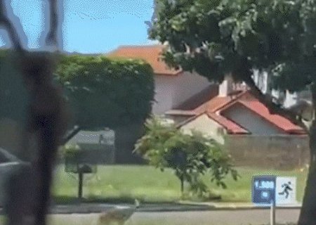 Veado &eacute; resgatado ap&oacute;s provocar correria no Centro de S&atilde;o Gabriel do Oeste