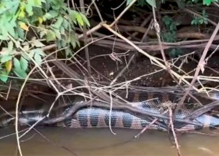 Sucuri gigante é flagrada 'sesteando' às margens do rio Dourados