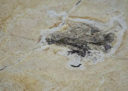 Brasil quer recuperar dinossauros e patrimônios que estão em 14 países