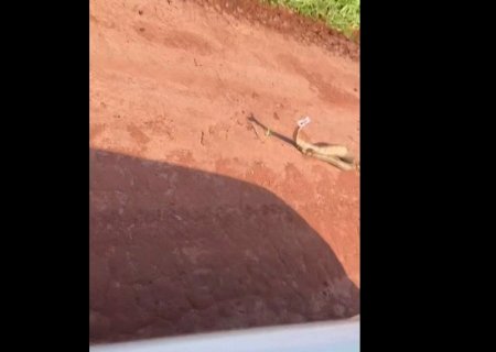 Jiboia 'tranquila' (veja o video), dá bote e assusta agrônoma em lavoura de MS