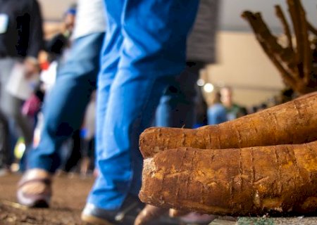Da lavoura &agrave; agroind&uacute;stria: mandioca mostra for&ccedil;a da agricultura familiar em MS