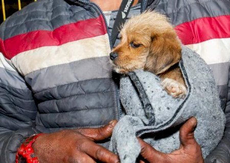 Lei incentiva doa&ccedil;&atilde;o de cobertores para pets vulner&aacute;veis