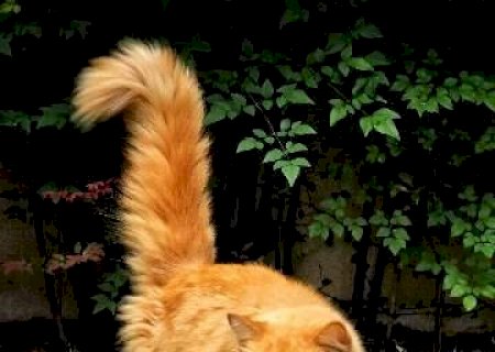 Resgatado, gato encontrado no Tiradentes procura o dono