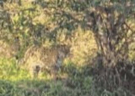 On&ccedil;a passeia perto de cerca de fazenda &agrave;s margens do Rio Negro