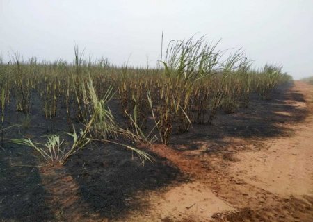 Justi&ccedil;a manda usina recuperar 123 hectares incendiados por colheitadeira