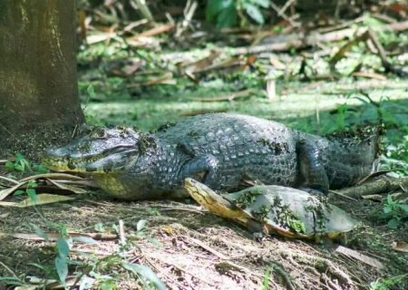 Jacar&eacute; reaparece no Oliveira e ganha companhia de c&aacute;gado e soc&oacute;-boi