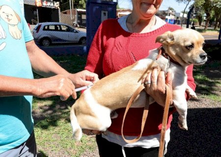 Prefeitura mantém vacinação de animais acolhidos por protetores e ONGs
