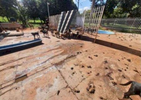 ONG ter&aacute; 10 meses para encontrar lar para 73 animais antes de fechar