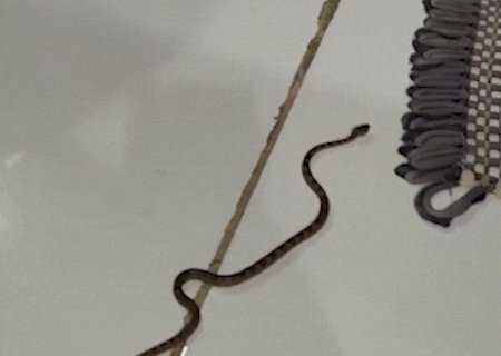 Morador encontra jararaca, serpente que mais causa acidentes no Pa&iacute;s