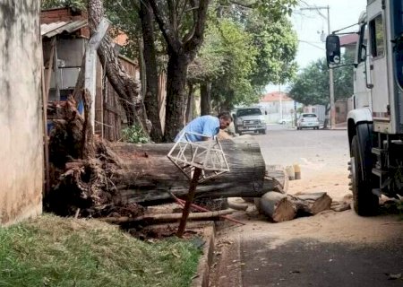 Queda de galhos e de &aacute;rvore j&aacute; gerou problemas para 40% dos leitores