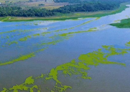 Macr&oacute;fitas do Rio Pardo chegam a Bataguassu e formam extensa mancha verde