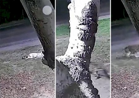Onça invade quintal, ataca cachorro e assusta moradores em Corumbá