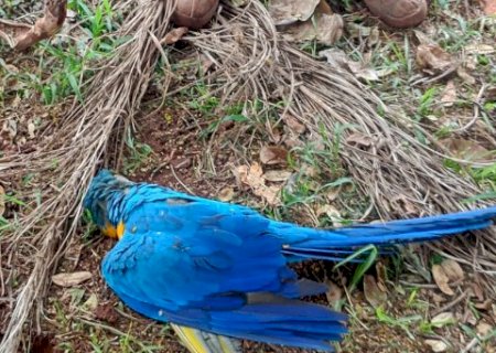 Morte de aves na Vila Alba vira alvo de investiga&ccedil;&atilde;o ap&oacute;s den&uacute;ncias