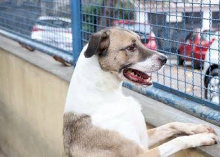 Projeto cria ‘lista’ de condenados por maus-tratos a animais e prevê restrições em MS