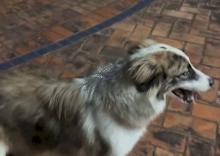Border collie desaparece e tutor oferece R$ 500 de recompensa