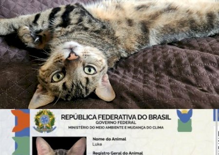 MS tem 14 mil pets cadastrados no SinPatinhas, mas s&oacute; 10% com microchip