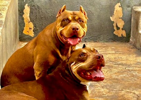 Fam&iacute;lia procura Tayson e V&ecirc;nus ap&oacute;s c&atilde;es sumirem no Estrela do Sul