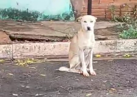 Magro e ferido, c&atilde;o &eacute; filmado durante agress&atilde;o no Aero Rancho