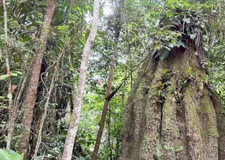 Amazonas ganha quatro reservas de desenvolvimento sustentável