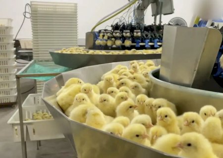 Investigação expõe trituração de pintinhos na indústria de ovos