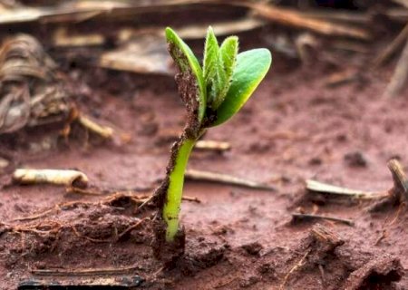 Excesso de chuva causa eros&atilde;o e pode levar ao replantio de soja em regi&otilde;es de MS