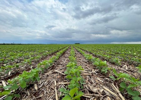 Crédito Rural cai 20,2% e custo da soja supera R$ 5 mil por hectare