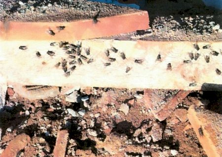Granja avícola é investiagada após infestação de larvas e moscas em Ivinhema