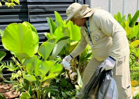 Chikungunya mata 31 pessoas e ultrapassa 10,6 mil casos confirmados em MS