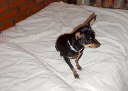 Pinscher de 7 anos desaparece ao sair por baixo de port&atilde;o
