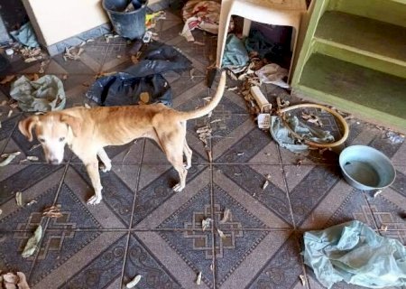 Den&uacute;ncia leva ao resgate de 17 animais abandonados sem comida e &aacute;gua