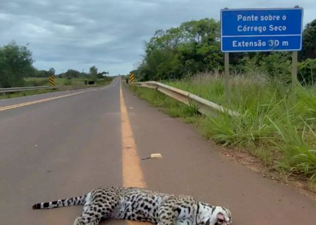 Jaguatirica morre atropelada em Bonito e guia cobra redutores na MS-382